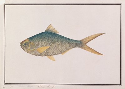 Shad, from Drawings of Fishes from Malacca, c.1805-18 by Chinese School